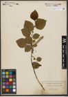 Foto von Salix silesiaca Willd.
